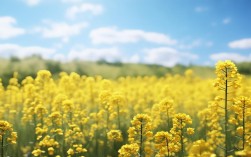 油菜花散文，如何描绘那片金黄的诗意？