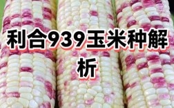 玉米种子品牌125天，具体品种有哪些优势？