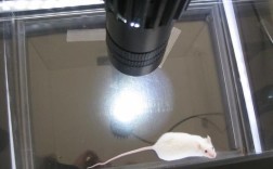 进口动物旷场实验品牌哪家好？