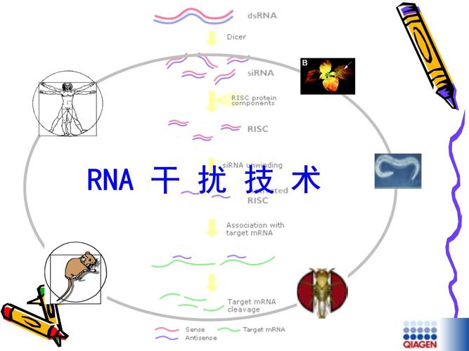 干扰抑制技术PPT的核心方法有哪些？-图1