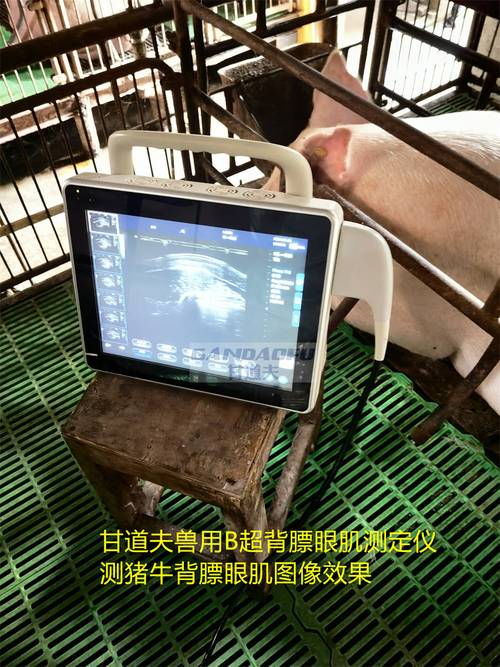 进口B超机品牌哪个更靠谱？-图2