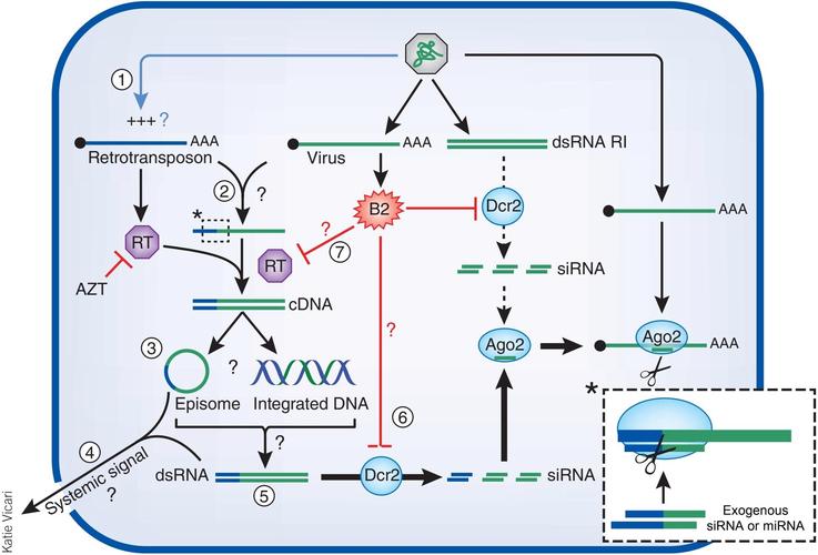 孟山都RNA干扰技术安全吗？-图1