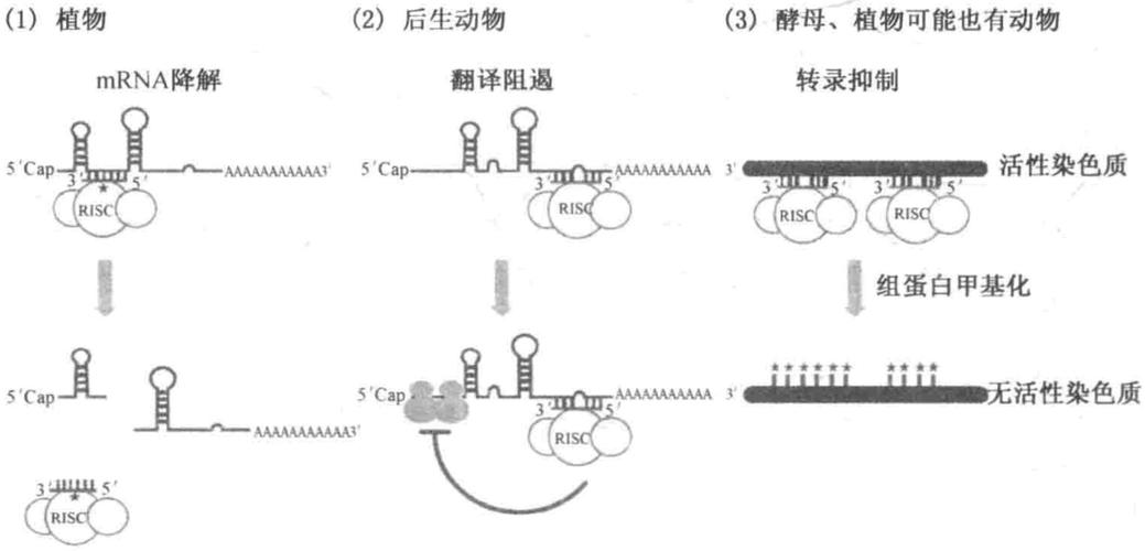 孟山都RNA干扰技术安全吗？-图3