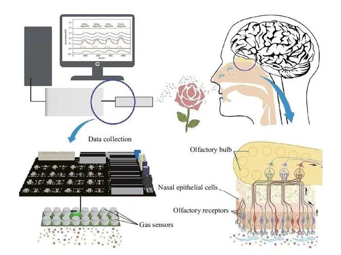 电子鼻系统原理与技术如何实现？-图3
